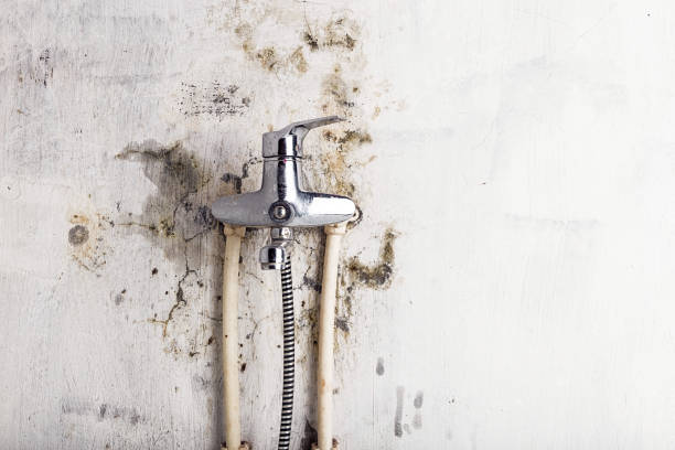  La Paloma, TX Mold Removal Pros