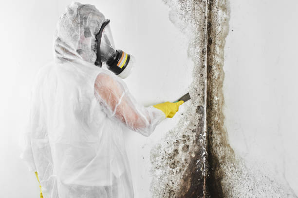 Best Basement Mold Remediation in La Paloma, TX