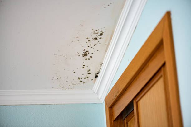 Best Post-Flood Mold Remediation in La Paloma, TX