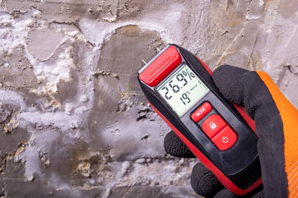 Best Black Mold Remediation in La Paloma, TX