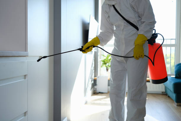 Best DIY Mold Remediation Support Services in La Paloma, TX