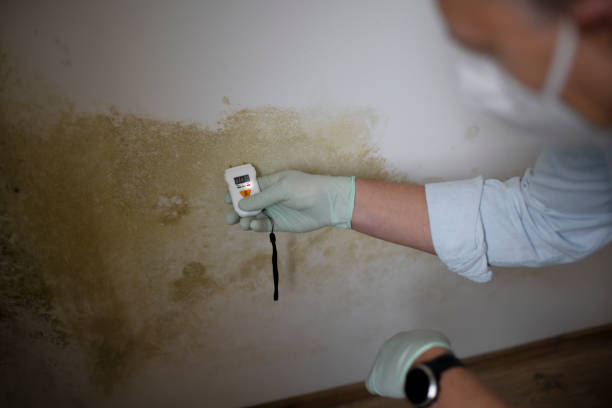 Best HVAC Mold Remediation in La Paloma, TX