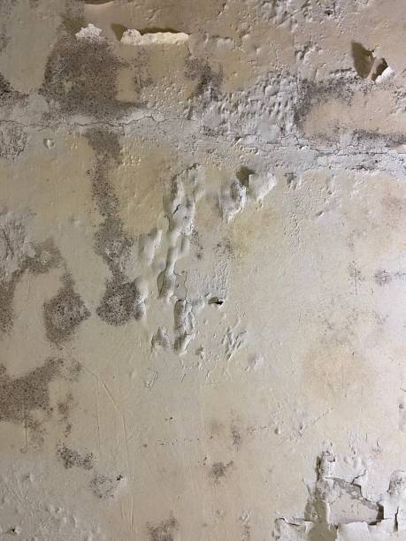 Best Attic Mold Remediation in La Paloma, TX