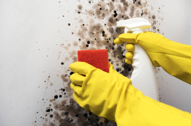 Best Emergency Mold Remediation in La Paloma, TX