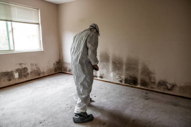 Best Crawl Space Mold Remediation in La Paloma, TX