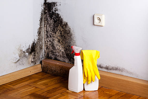 La Paloma, TX Mold Remediation Company
