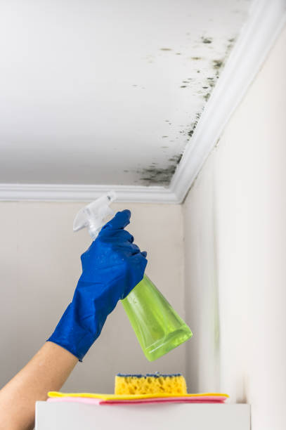 Best Mold Remediation for Specific Building Types in La Paloma, TX